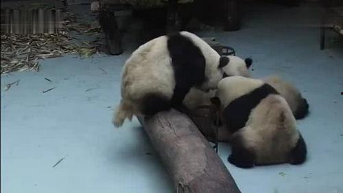 打架看热闹吃瓜,围观群众“吃瓜”背后的社会现象解析