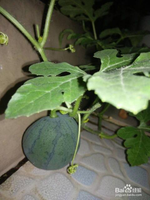 吃籽的瓜,探索吃籽瓜的奇妙之旅