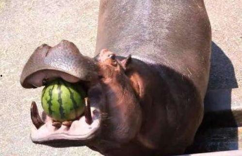 河马君吃酸瓜,一场味蕾的冒险之旅