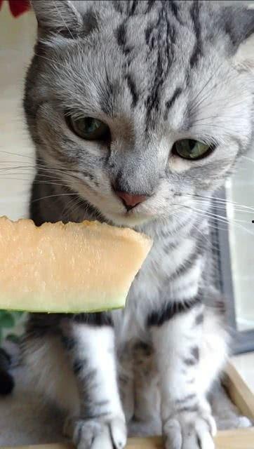 猫咪吃瓜马面裙,萌宠演绎传统服饰新风尚