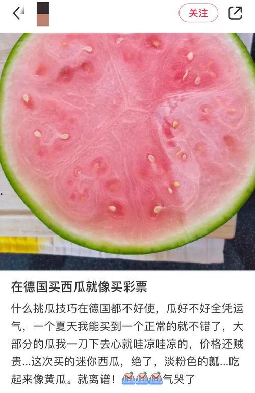 吃瓜地球,一场全球视角下的趣味观察之旅