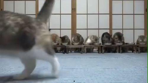 印象吃瓜的视频,揭秘网络热门事件背后的真相与笑料