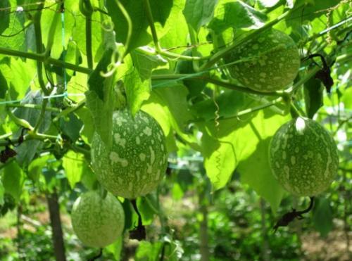 吊瓜拌着吃,夏日清爽新食尚