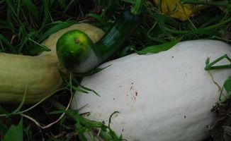 吃瓜打雪,揭秘冬季美食与娱乐的完美融合