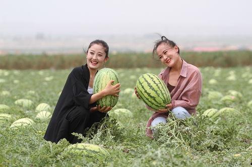 吃石头瓜的视频播放,视频播放揭示独特风味之谜