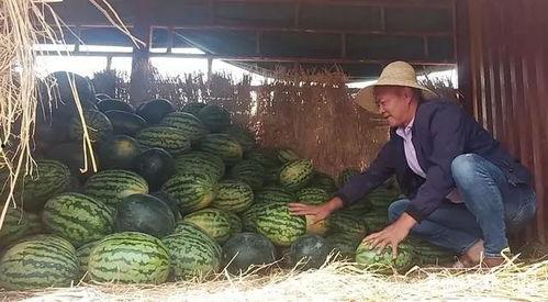 新密大瓜吃瓜群众视频,吃瓜群众视频背后的真相