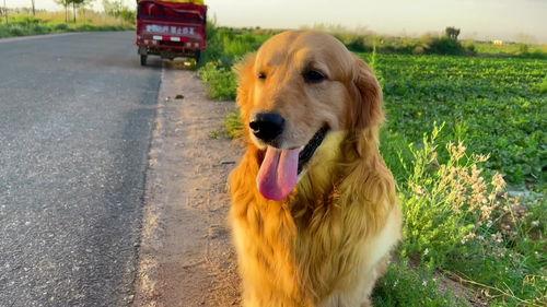 幼犬可以吃蜜瓜吗,营养与注意事项解析