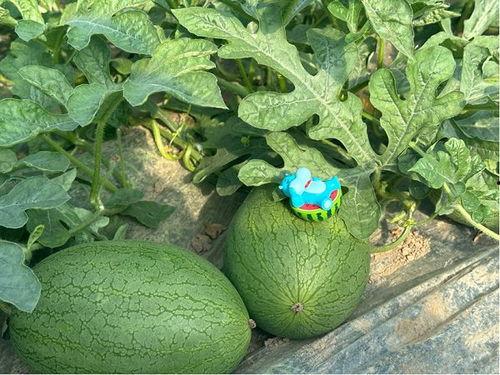 吃瓜的具体地点,瓜香四溢的夏日午后