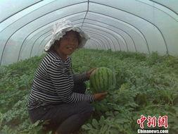 睢宁吃瓜事件,一场网络热议背后的真相揭秘