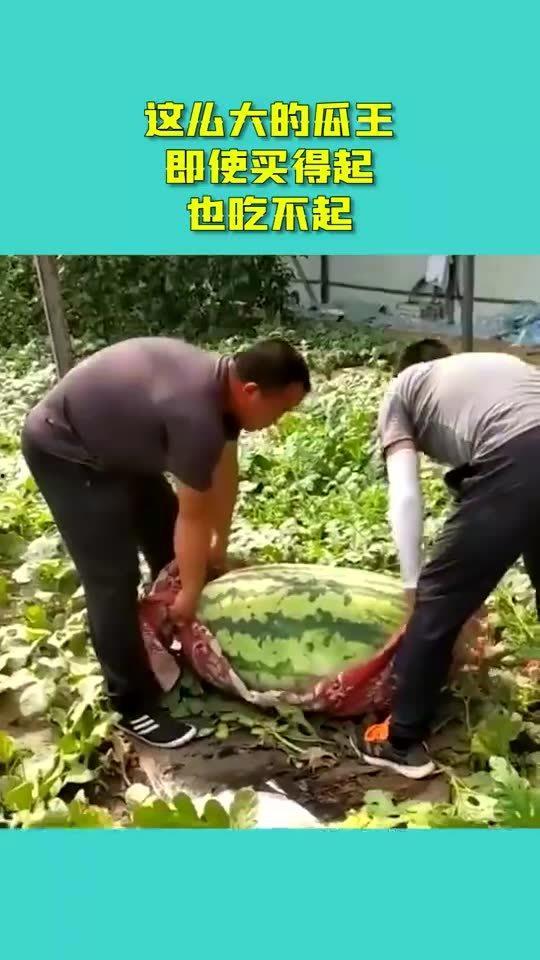 王老妈买瓜吃,一场买瓜吃的生活趣事