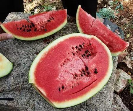 吃瓜吃多了拉稀,揭秘“拉稀”背后的真相