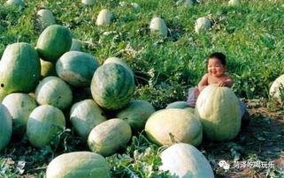 吃瓜二通,揭秘娱乐圈背后的那些事儿