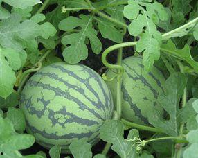 红瓜可以吃嘛孕妇,孕妇可安全食用的红瓜营养指南