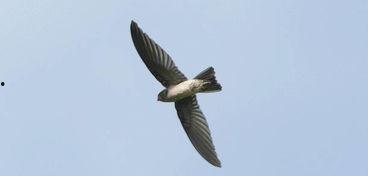 吃小燕子的瓜,揭秘“吃小燕子瓜”背后的故事与真相