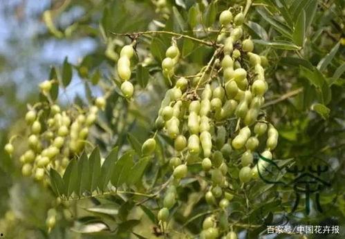 瓜怎么吃槐树花怎么吃,探索传统美食的独特魅力