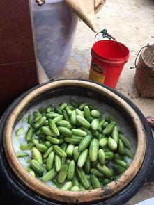 临朐吃瓜抖音事件,揭秘网络舆论的狂欢与反思