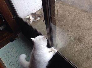 趴窗边吃瓜,揭秘趴窗边吃瓜的独特魅力