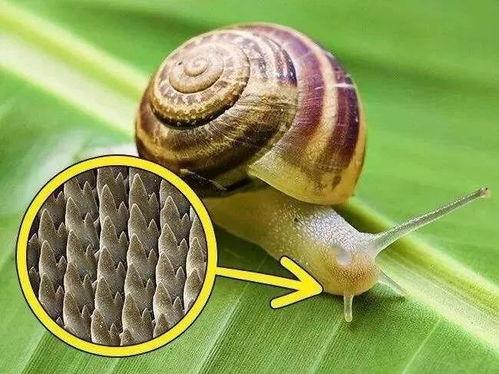 带你吃瓜巨型蜗牛,带你走进奇特的“吃瓜”世界