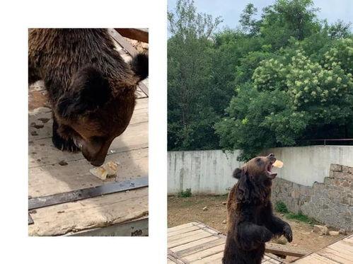 棕熊吃瓜
