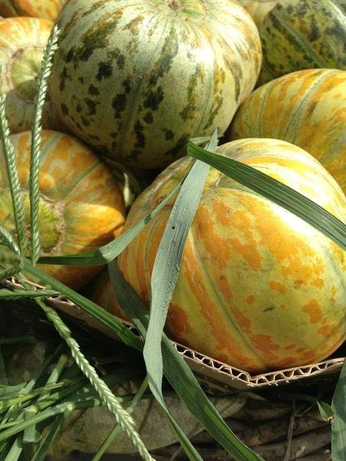 吃瓜落儿吃瓜,揭秘娱乐圈的甜蜜与苦涩